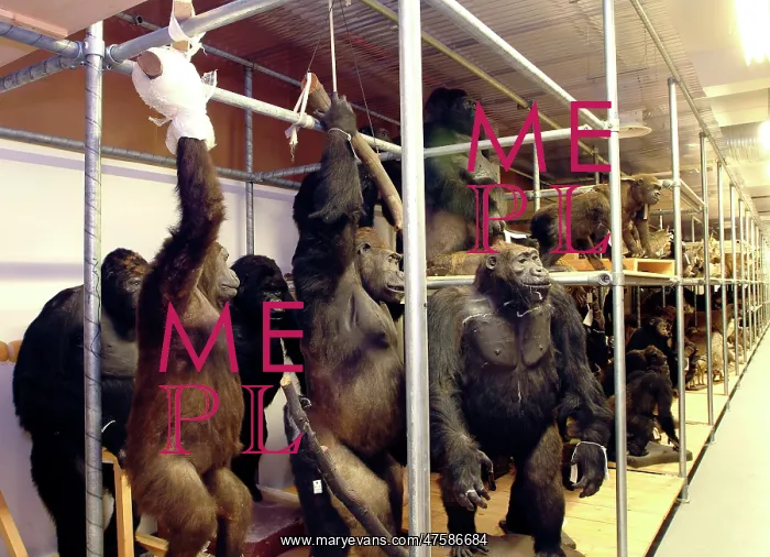 : Pongo pygmaeus, orangutan and Gorilla gorilla, western goril : Pongo pygmaeus, orangutan and Gorilla gorilla, western goril
