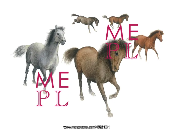  : Five ponies galloping
