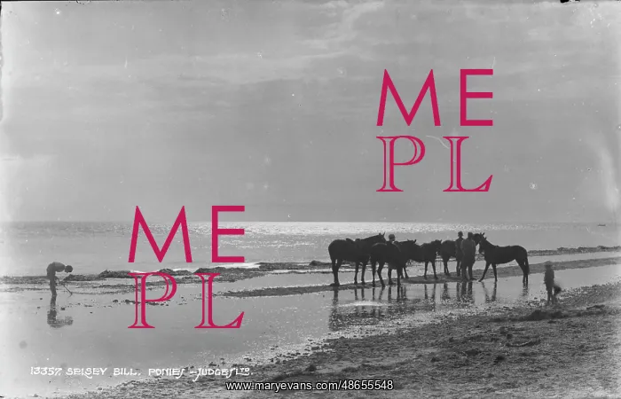 : Ponies at Selsey Bill : Ponies at Selsey Bill