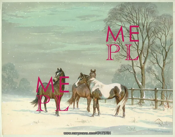  : Three ponies in the snow