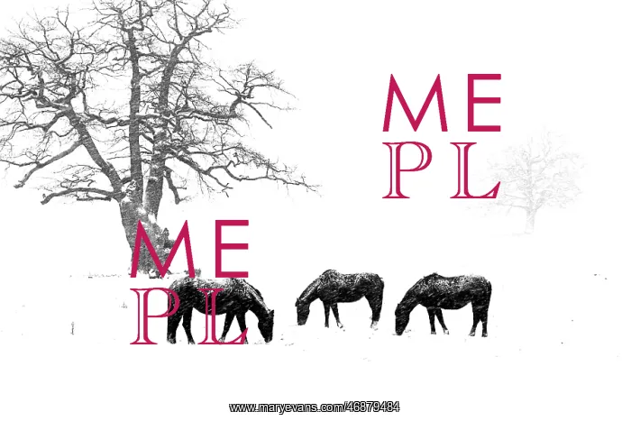  : Ponies in winter