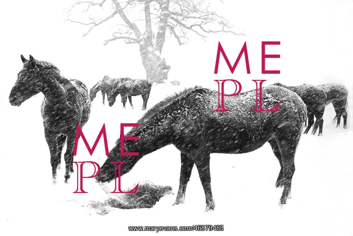  : Ponies in winter