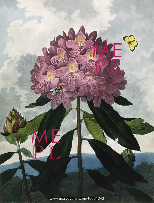 : The Pontic Rhododendron : The Pontic Rhododendron