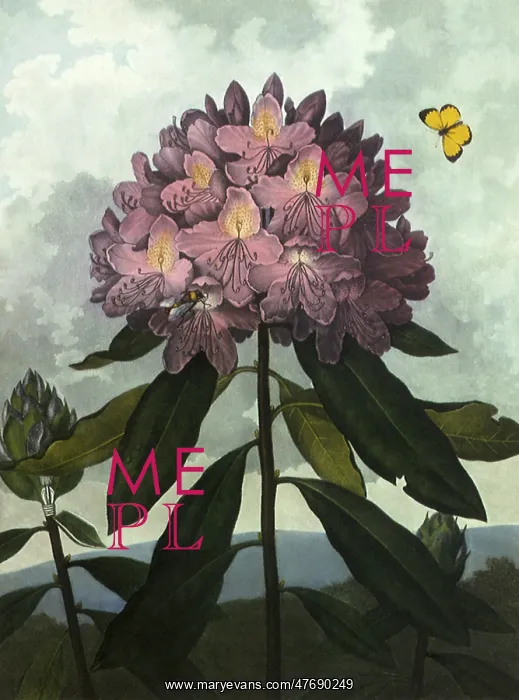 : The Pontic Rhododendron : The Pontic Rhododendron
