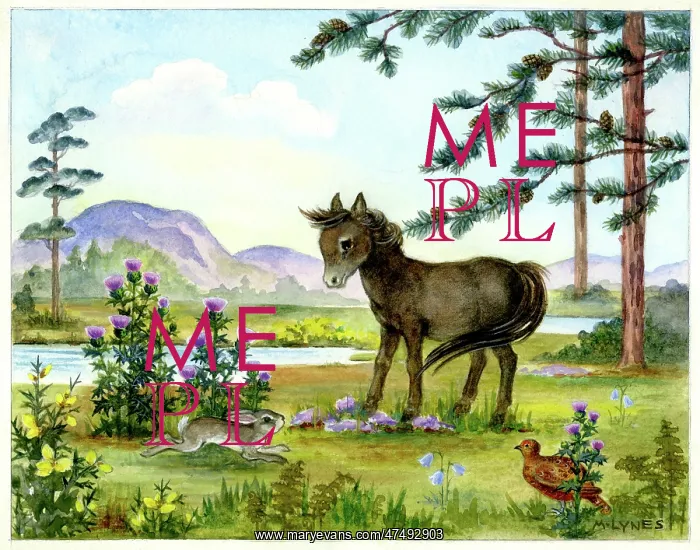 : Pony by a highland stream, with pine trees : Pony by a highland stream, with pine trees