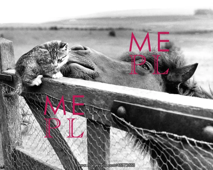  : Pony and Kitten