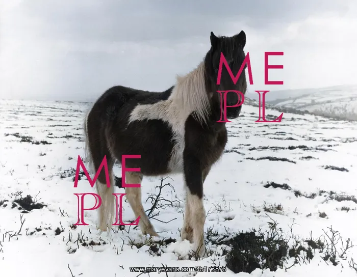  : Pony in the snow, West Country