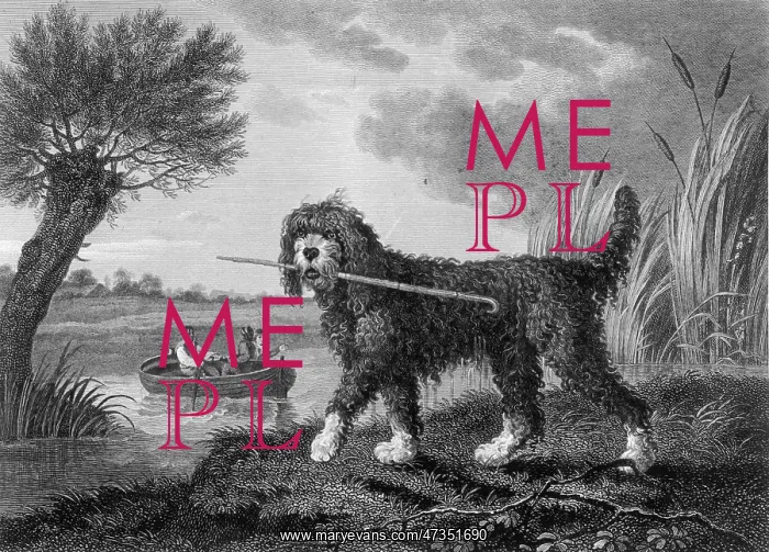 : POODLE. Poodle as it used to be, a lively outdoor dog with a flair for retrieving : POODLE. Poodle as it used to be, a lively outdoor dog with a flair for retrieving