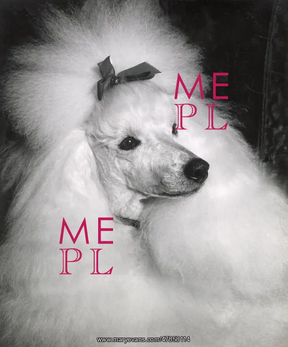  : Poodle