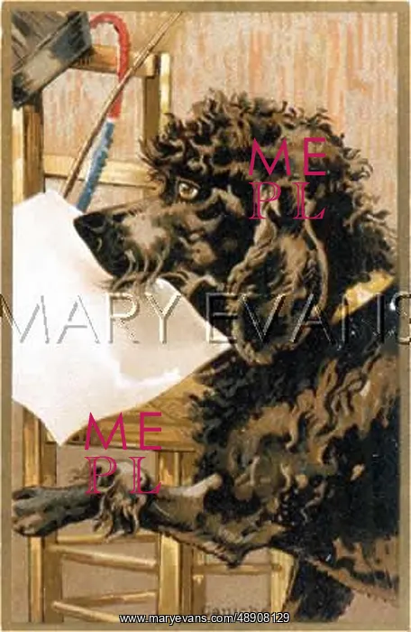  : POODLE WITH BLANK CARD