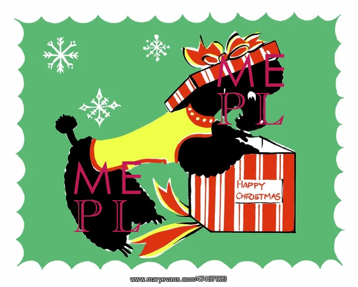 : Poodle with a Christmas box : Poodle with a Christmas box