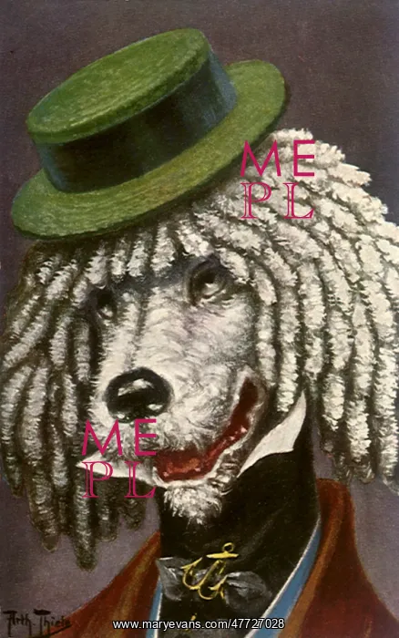 : Poodle in Green Hat