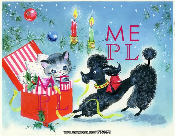 : Poodle and Kitten in a box : Poodle and Kitten in a box