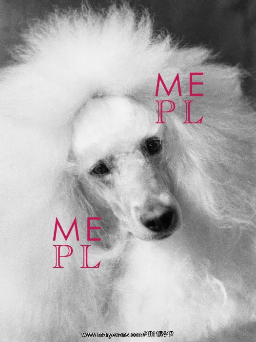 : Poodle at Manchester Dog Show : Poodle at Manchester Dog Show
