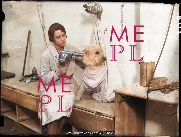 : Poodle Parlour 1930s : Poodle Parlour 1930s