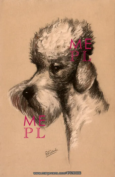  : Poodle in Profile