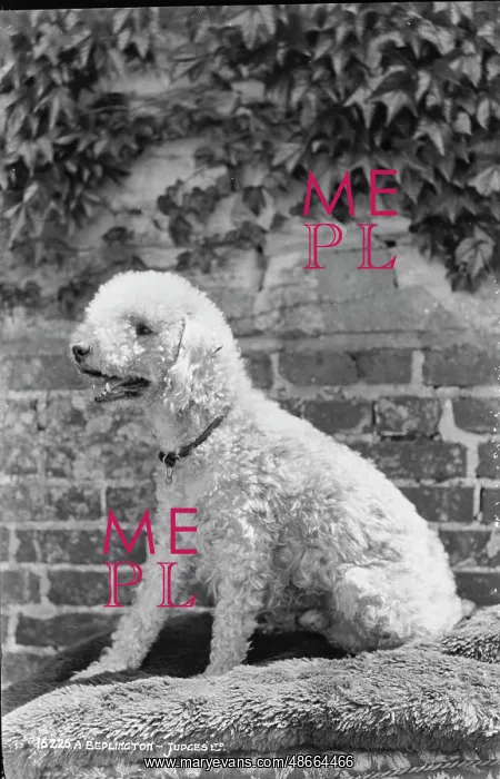  : A Poodle in Profile