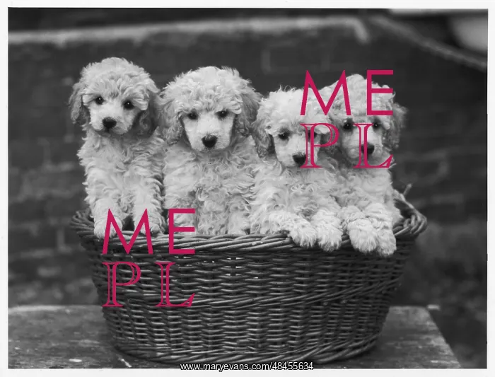: POODLE PUPPIES : POODLE PUPPIES