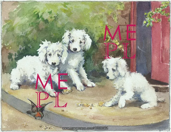 : Three poodle puppies and a robin : Three poodle puppies and a robin