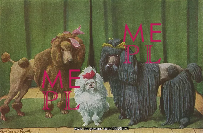 : THREE POODLE SPECIMENS : THREE POODLE SPECIMENS