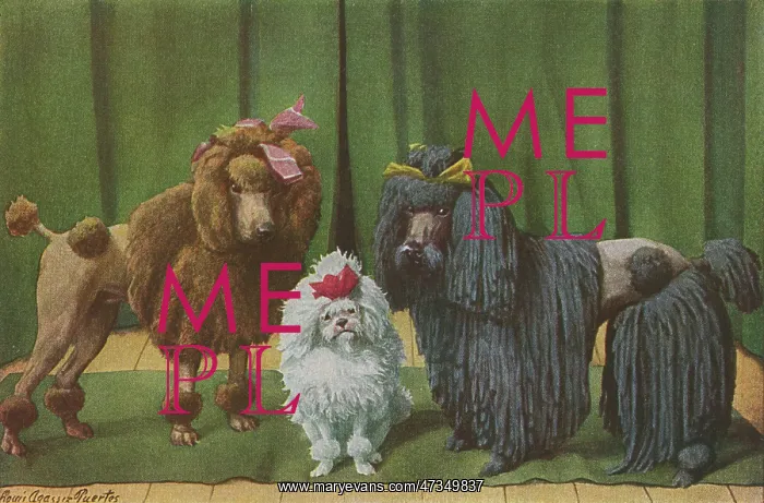 : THREE POODLE SPECIMENS : THREE POODLE SPECIMENS