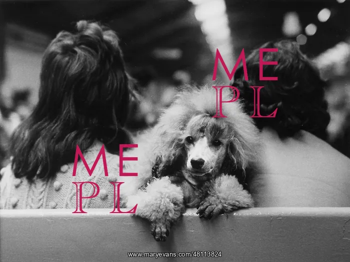 : Poodle between two women : Poodle between two women