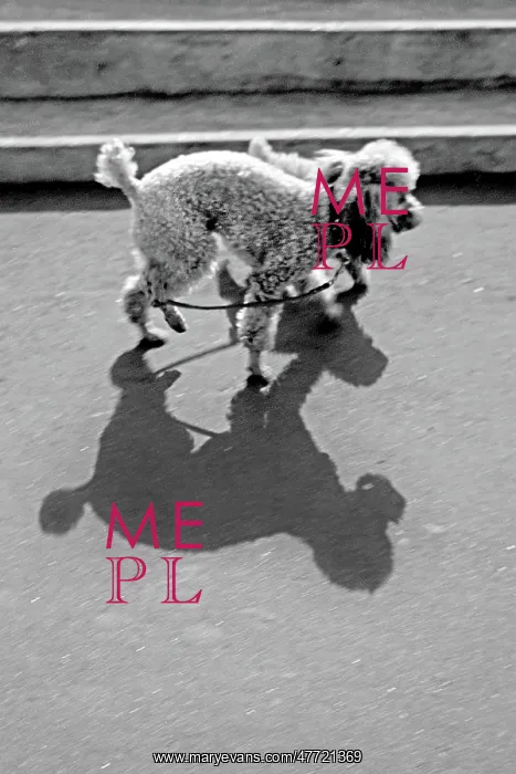 : Two poodles casting shadows : Two poodles casting shadows