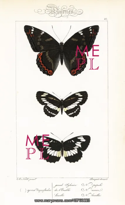 : Poplar admiral, common glider, and Hungarian glider : Poplar admiral, common glider, and Hungarian glider