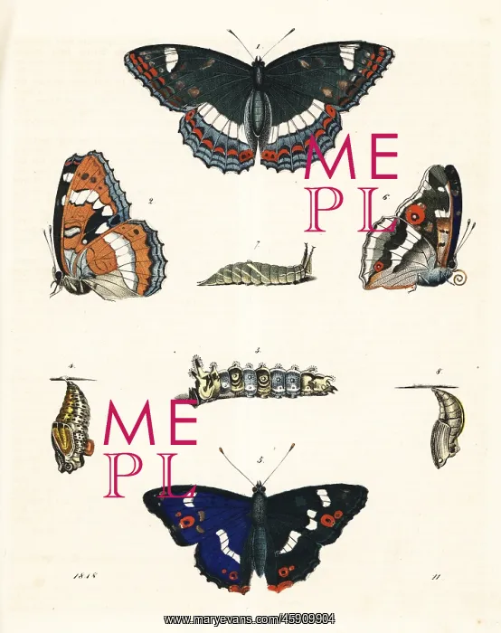 : Poplar admiral and purple emperor : Poplar admiral and purple emperor