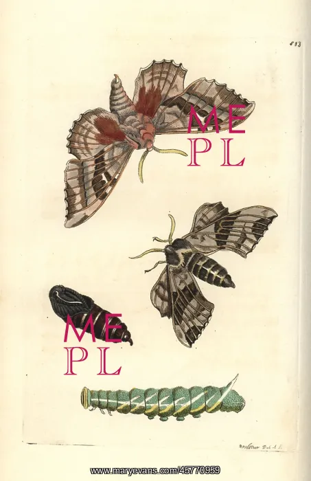 : Poplar hawk-moth, Laothoe populi : Poplar hawk-moth, Laothoe populi
