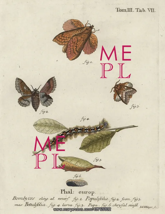 : Poplar lappet and small lappet moths : Poplar lappet and small lappet moths