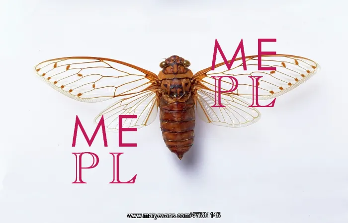 : Poponia merula, cicada : Poponia merula, cicada