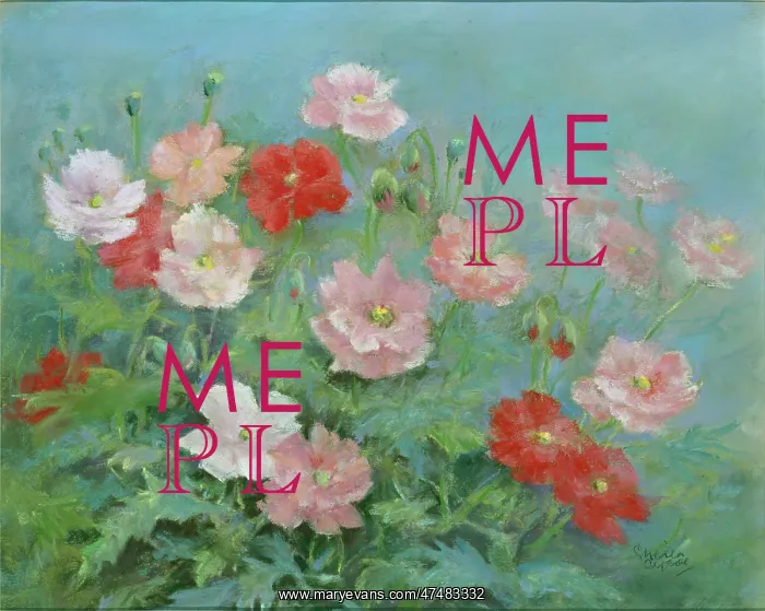  : Poppies. Pelargoniums - pink flowers