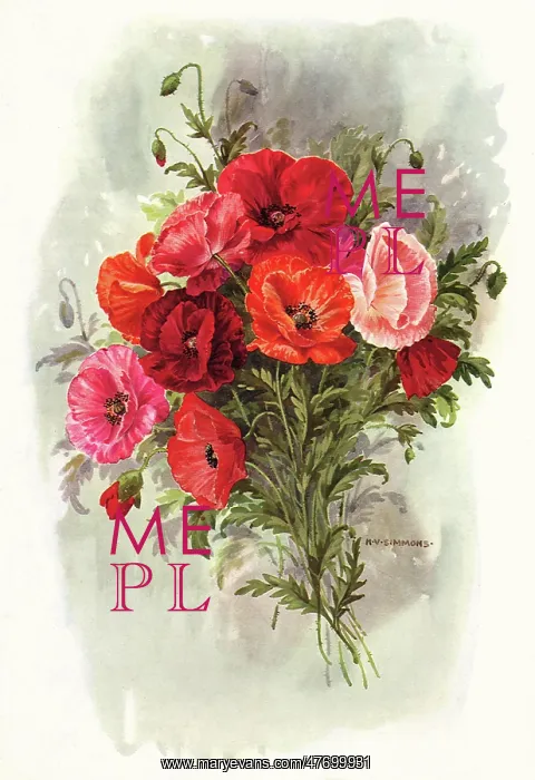  : Poppies