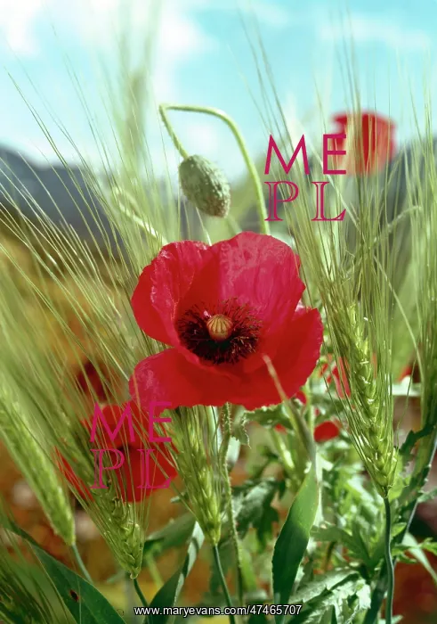  : Poppies in Barley Field