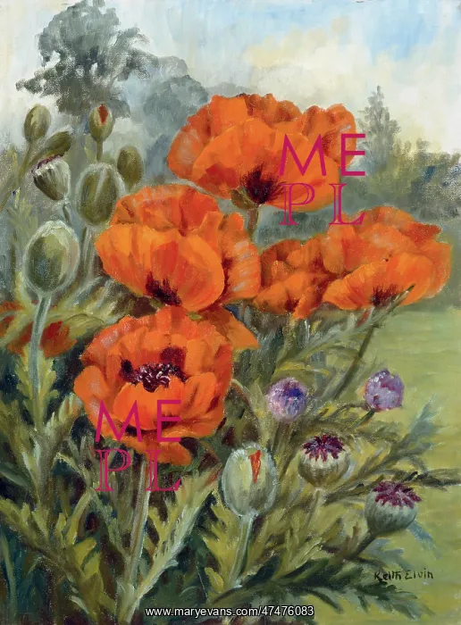  : Poppies in the Border