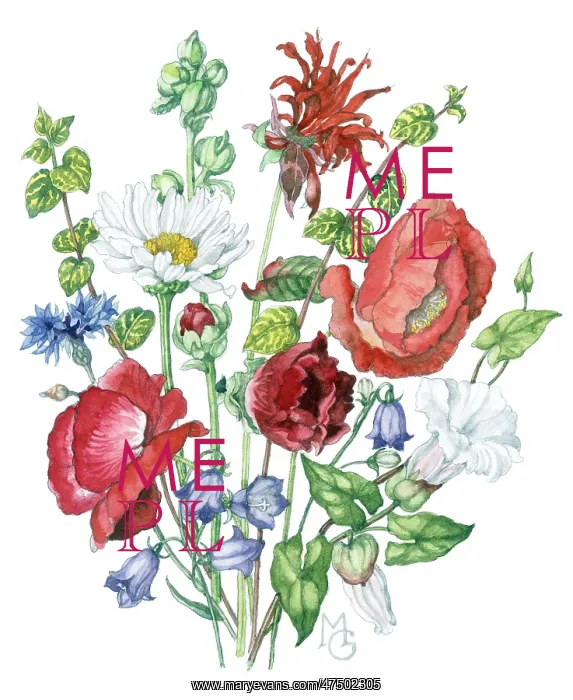 : Poppies, cornflower, campanulas, daisy : Poppies, cornflower, campanulas, daisy