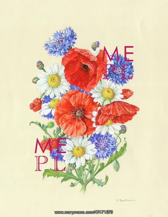  : Poppies, cornflowers and daisies