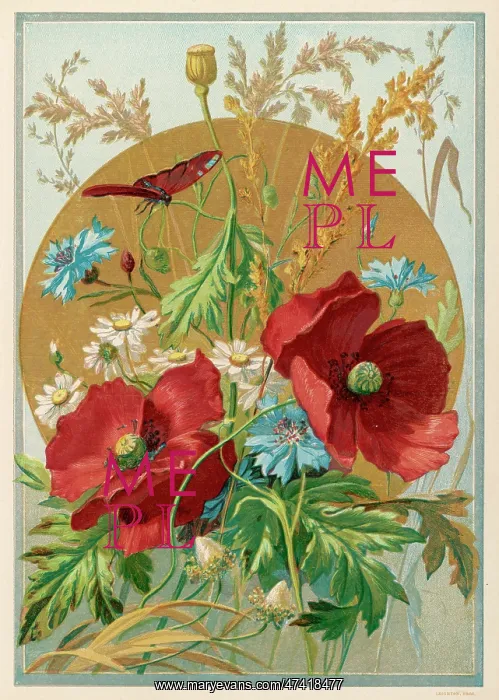  : POPPIES DAISIES