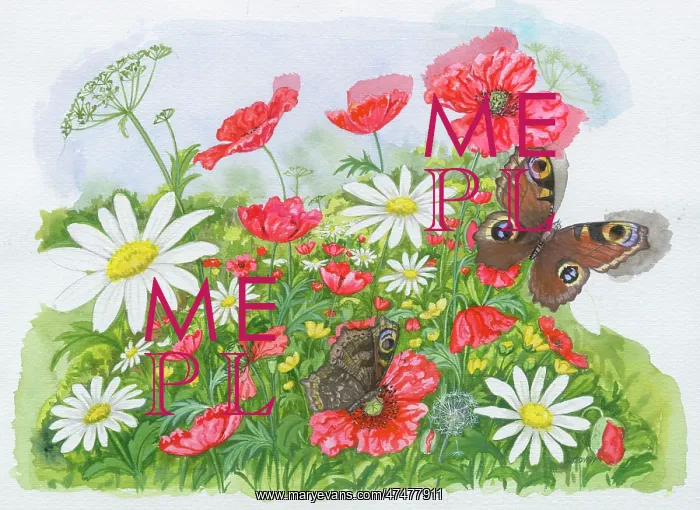  : Poppies, daisies and butterflies
