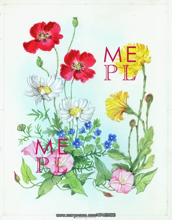  : Poppies, daisies, veronica, convolvulus etc