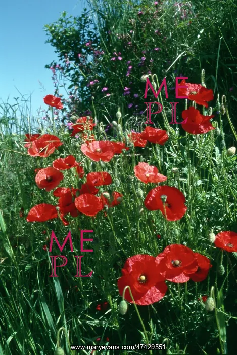  : Poppies in a Devon Hedgerow