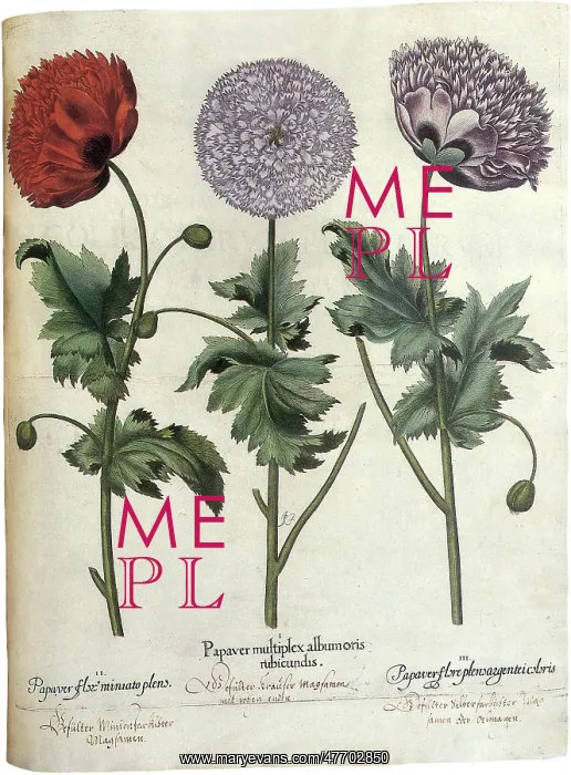  : Poppies, Papaver hortensis