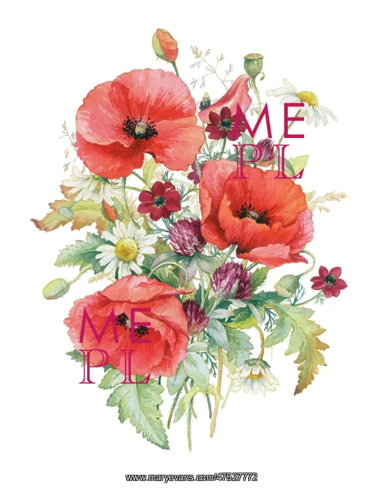 : Poppies, Pheasant's Eye, clover and daisy : Poppies, Pheasant's Eye, clover and daisy