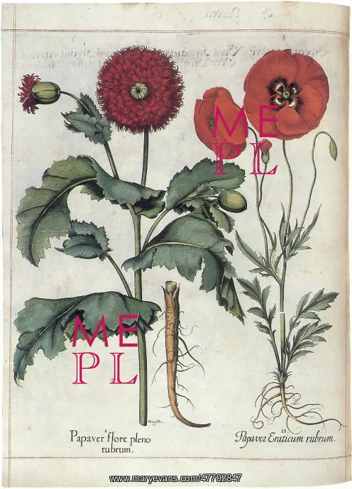  : Poppies with Scarlet Blooms