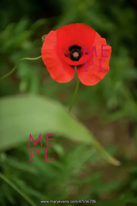 : Poppies - Somme Battlefield : Poppies - Somme Battlefield