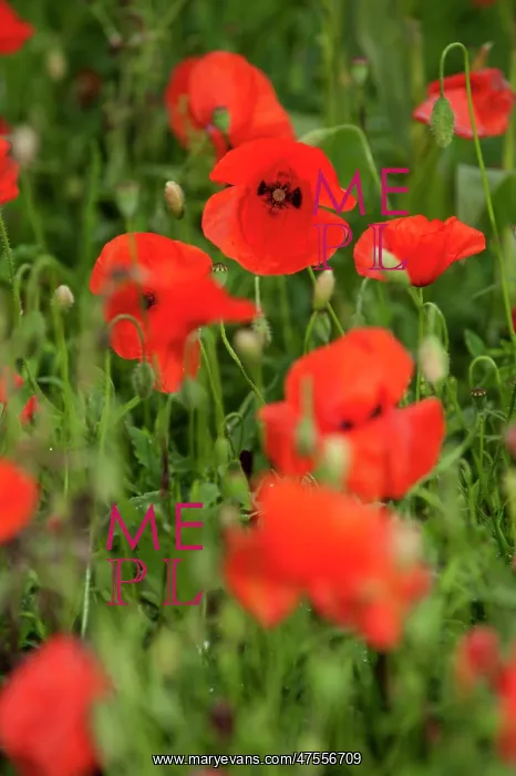 : Poppies - Somme Battlefield : Poppies - Somme Battlefield