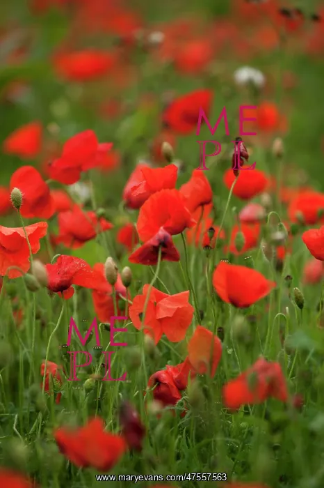 : Poppies - Somme Battlefield : Poppies - Somme Battlefield