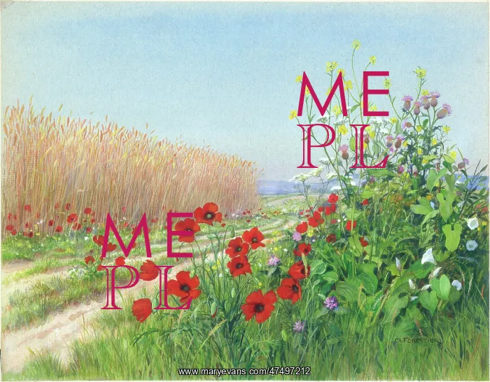 : Poppies and Wheat field : Poppies and Wheat field