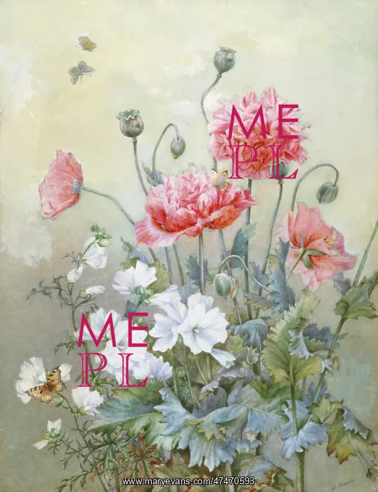 : Poppies and White Lavatera : Poppies and White Lavatera